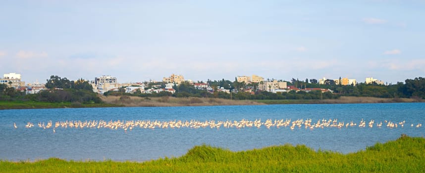 Flamingos on a lake. Larnaca city in the background. Cyprus