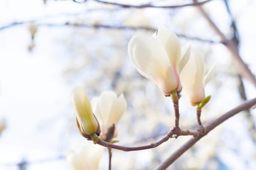 Beautiful magnolia bloosom tree flowers in the spring. Selective focus