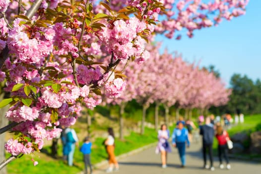 People walking at blooming sakura alley in Botanical Garden. Focus on foreground sakura flowers. Kiev, Ukraine. Blurred background
