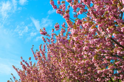 Blooming flowers of sakura tree in the spring. Background