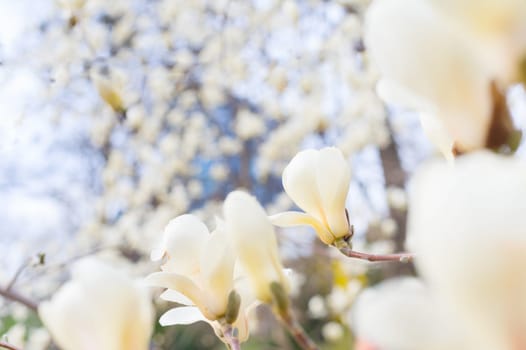 Beautiful magnolia bloosom tree flowers in the spring. Selective focus