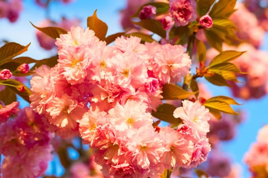 Close-up view of sakura blossom flowers at sunset. Selective focus