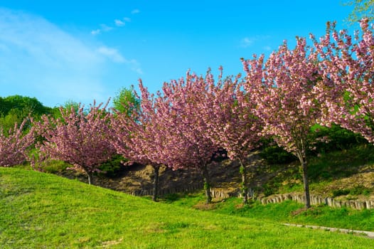 Blooming sakura trees alley in Botanical Grarden. Kiev, Ukraine