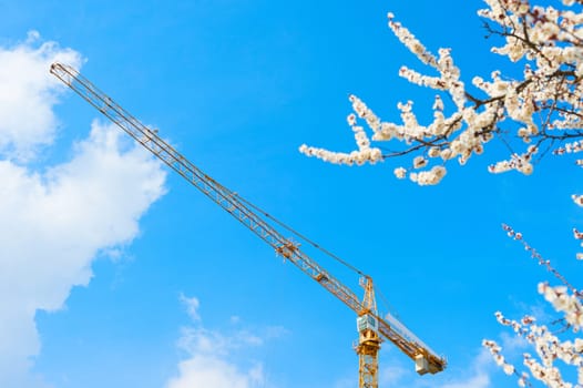 Spring blossom tree and construction crane in the background