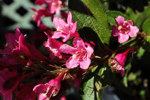 Closeup of the pink flower blossoms on a weigela.