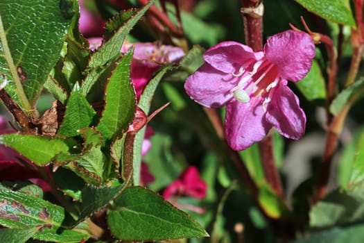 Closeup of the pink flower blossoms on a weigela.