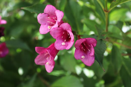 Closeup of the pink flower blossoms on a weigela.