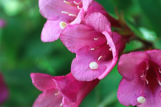 Macro of the pink flower blossoms on a weigela.