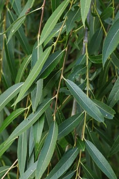Closeup of long leaves on a willow shrub.