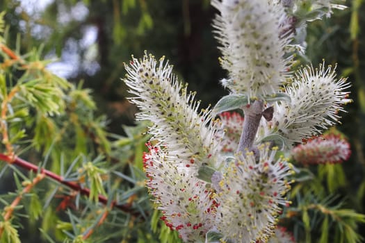 Macro of pussy willows with pollen opening up.