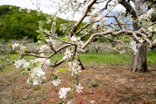 closeup of white blossom apple flower on tree branch with fruit orchard in the background in spring season