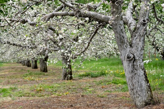 perspective view of blossomed apple tree row arranged in fruit orchard with green grass during may spring season