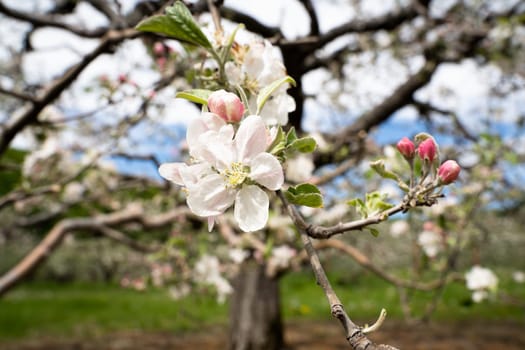 closeup of white blossom apple flower on tree branch with fruit orchard in the background in spring season