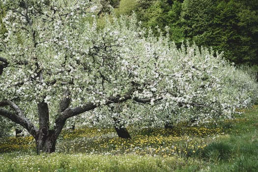 perspective view of blossomed apple tree row arranged in fruit orchard with green grass during may spring season