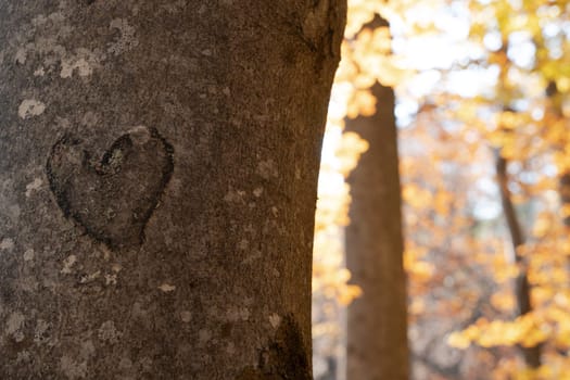 front view closeup of heart shape cut in a tree trunk bark with brown autumn tree leaves in the background
