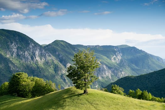 majestic beautiful mountain landscape scenery with lonely tree on hill covered with green grass and blue sky with clouds above in Valea Cernei Romania