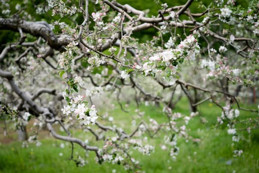 closeup of white blossom apple flowers on tree branch with fruit orchard in the background in spring season