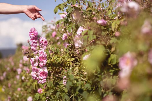 closeup perspective view of Caucasian woman hand holding a pink rose flower garland in front of a roses plantation