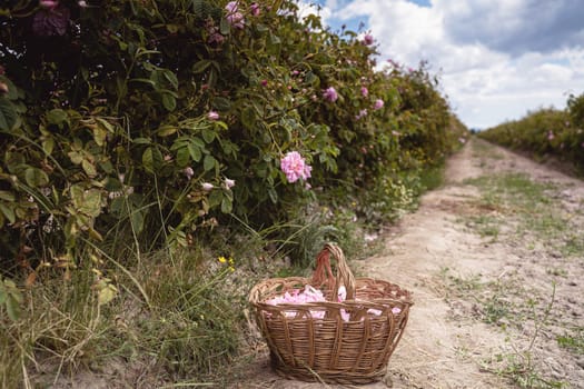 closeup perspective view of wicker basket with pink rose petals handpicked in the time of harvest near a row of roses plantation