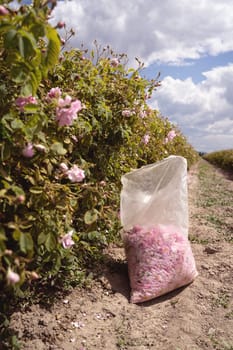 closeup perspective view of plastic bag with pink rose petals handpicked in the time of harvest near a row of roses plantation