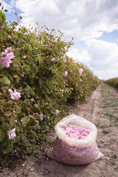 closeup perspective view of open plastic bag with pink rose petals handpicked in the time of harvest near a row of roses plantation
