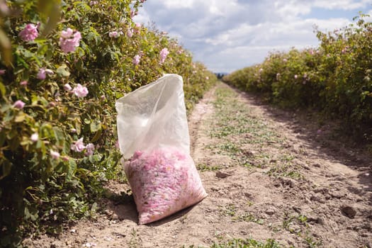 closeup perspective view of plastic bag with pink rose petals handpicked in the time of harvest near a row of roses plantation