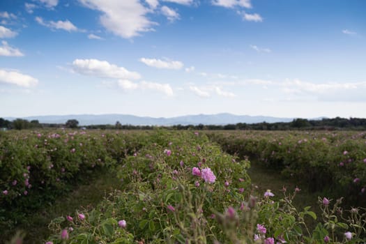 closeup perspective view of rows of pink blossomed rose flowers in a plantation at the time of harvest with blue sky and clouds above