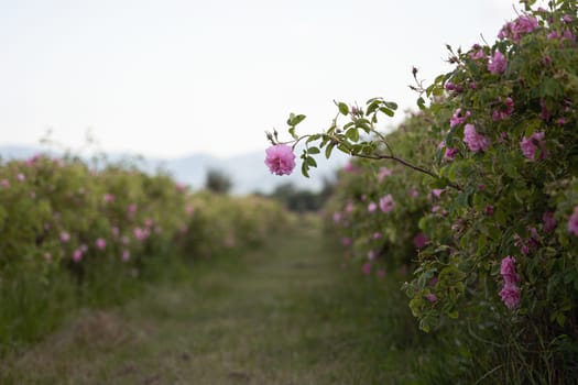 closeup of a lonely pink rose between rows of cultivated flowers in a plantation at the time of harvest