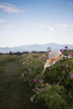 closeup perspective view of woman wicker hat with light colored scarf in a plantation of cultivated pink rose flowers at the time of harvest