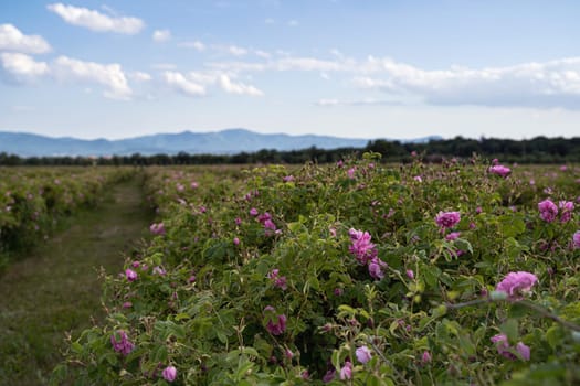 closeup perspective view of rows of pink blossomed rose flowers in a plantation at the time of harvest with blue sky and clouds above