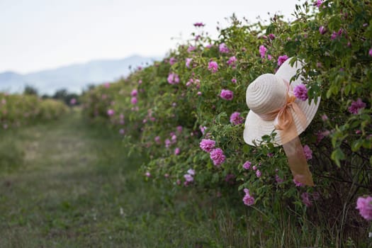 closeup perspective view of woman wicker hat with light colored scarf in a plantation of cultivated pink rose flowers at the time of harvest