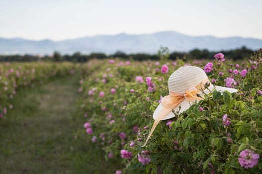 closeup perspective view of woman wicker hat with light colored scarf in a plantation of cultivated pink rose flowers at the time of harvest