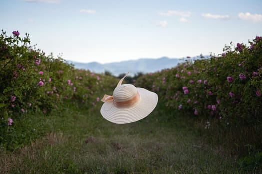 closeup perspective view of woman wicker hat with light colored scarf in a plantation of cultivated pink rose flowers at the time of harvest