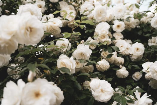 front view closeup of background texture of white roses