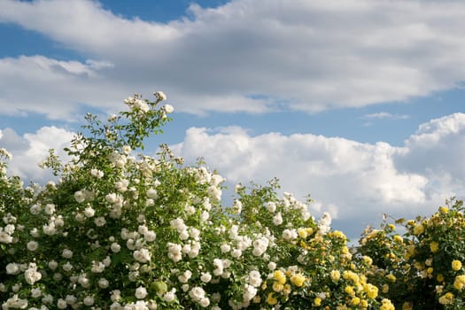 front view closeup of decorative large bush of white and yellow roses with lot of branches against a blue sky with clouds