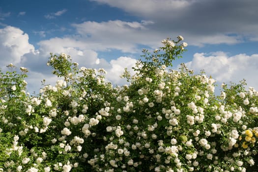 front view closeup of decorative large bush of white roses with lot of branches against a blue sky with clouds