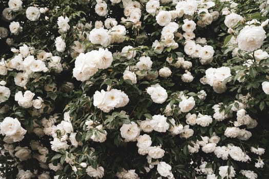 front view closeup of background texture of white roses