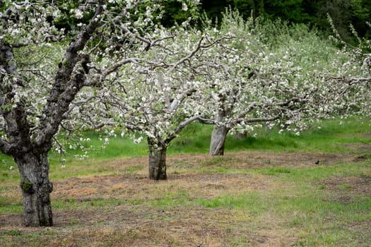 perspective view of blossomed apple tree row arranged in fruit orchard with green grass during may spring season