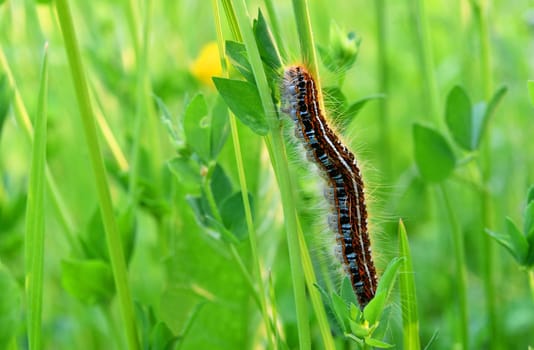 Malacosoma neustria