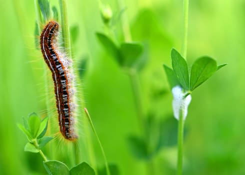 Malacosoma neustria