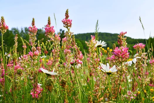 Colorful flower meadow