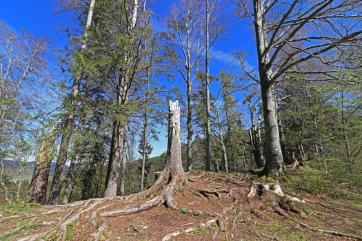 Forest dieback in the Alps. Broken trees in mountain forest