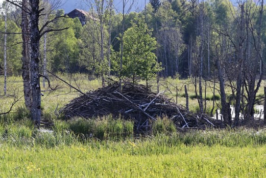 A large beaver lodge on a moor lake in Bavaria