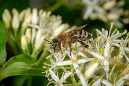 Honey bee sits on a white flower against a blurred green background