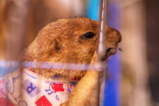 The prairie dog in a cage. It's small mammals, are in the same family as squirrels.