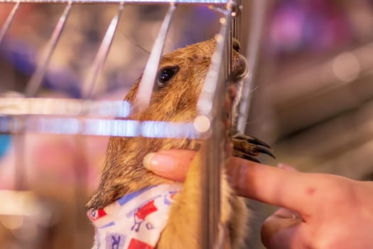 The prairie dog in a cage. It's small mammals, are in the same family as squirrels.