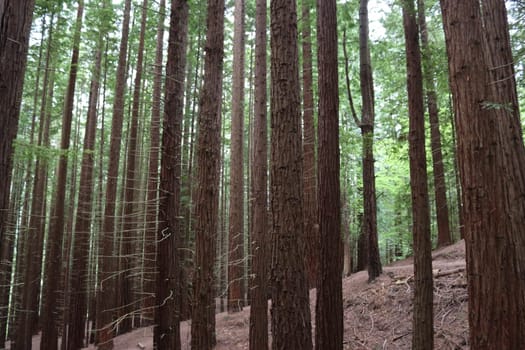 beautiful redwood forest giant trees huge fat tall wood