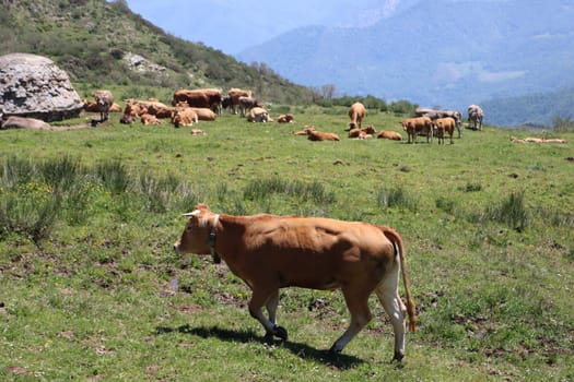 beautiful cows eating green grass feeding to give milk and meat