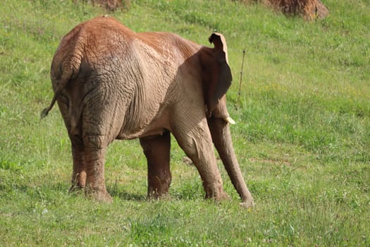 great beautiful wild animal elephants huge tusks