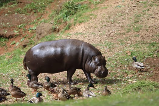 beautiful black pygmy hippopotamus of great size rolled you ducks